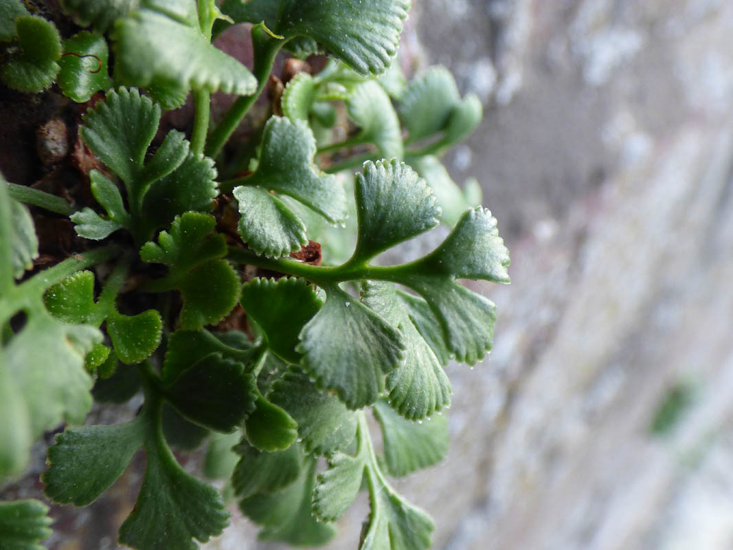 Asplenium ruta-muraria